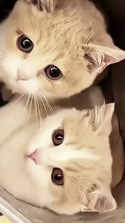 #кот #котики #мемы - YouTube
