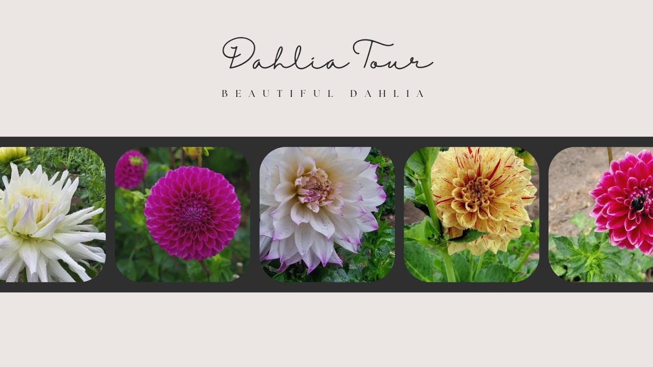 Dahlia is one of the top 5 flowers in the world YouTube