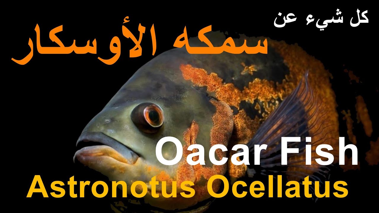 كل شئء عن سمكه الاوسكار