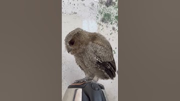 Chim cú mèo được xem là linh vật biểu tượng của sự tiên tri,trí tuệ và thông minh sáng suốt.#shorts