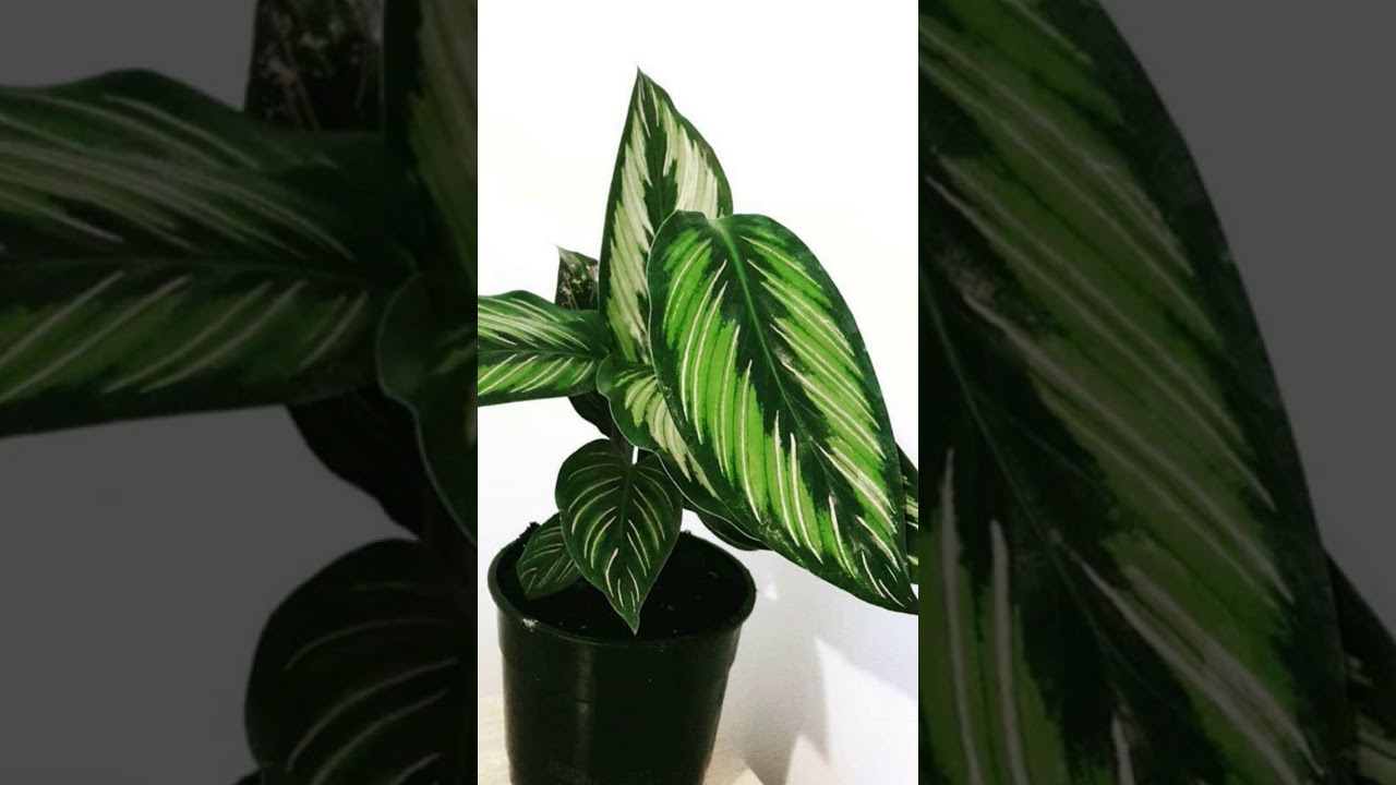 The Plant Room 