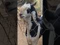 goat business #goat #viralvideo #goatbusiness #goatfarming