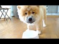 顔面で水分摂取するチャウチャウ犬