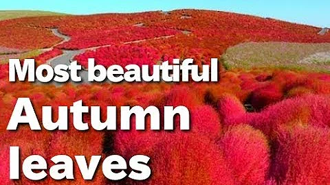 The most beautiful autumnal leaves in the world ひたち海浜公園のコキア  日本の紅葉  紅葉の名所  Red Kochia Japan Park - DayDayNews