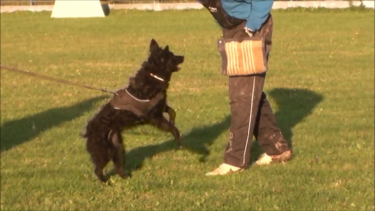 Ribica, trening obrane