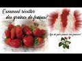 Comment récolter des graines de fraises pour faire pousser des fraisiers? How to seed strawberry?