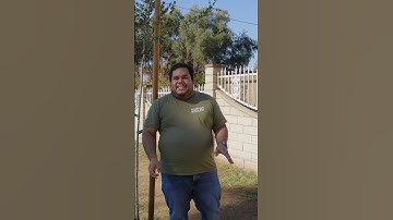 KNOW YOUR LOCAL TREES - Coast Live Oak