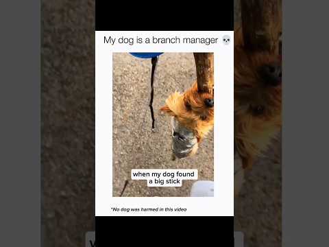 Dogs being idiots with Sticks part 144 🤣🐕 #funnydog #funnypet #cutedog #dog #pets #shorts