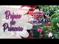 Como cuidar da planta  Brinco de Princesa | Flávia Kremer