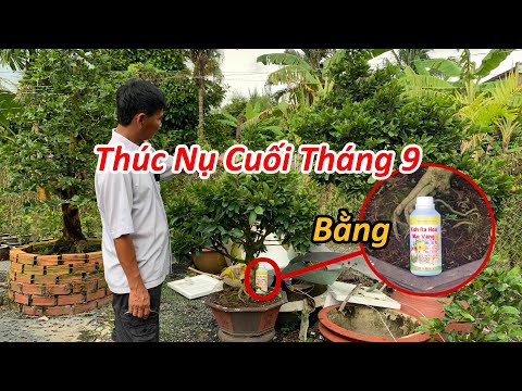 Video Thúc Nụ Mai Cuối Tháng 9 | MAI ĐA PHÚC Nguyễn Ninh | - youtube