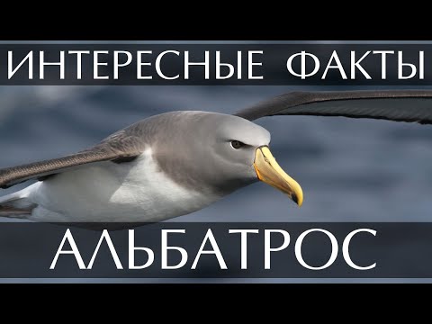 Видео: Где живет альбатрос?