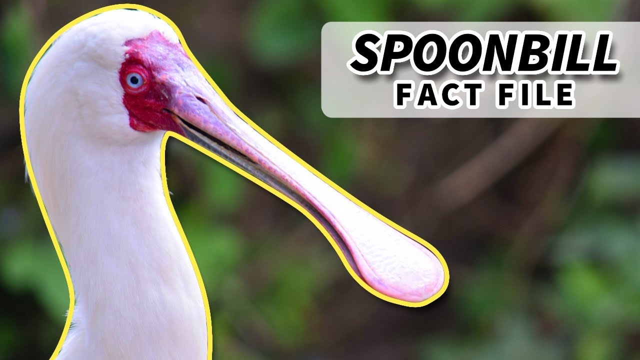 types of spoonbill bird