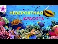 Подводный мир Красное море Египет релакс видео