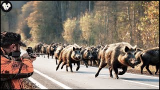 How Spanish Farmers Deal With Millions Of Wild Boars And Other Invasive Species