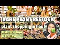 Found 250 obesa rare plant restock plant shopping  plant haul  shop with me  charlotte nc