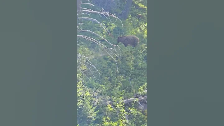 Banff grizzly bear attack stalking hikers 2023