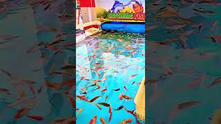 Ikan Kecil Warna Warni