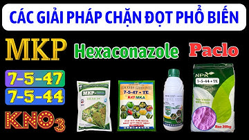 Các giải pháp chặn đọt phổ biến | MKP, 7-5-44, 7-5-47 + TE, Hexaconazole, KNO3, Paclobutrazol
