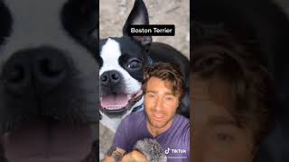 Funny Tiktok Compilation - what your dog breed says about you - pt 1 - 14 - @EsperBorzoi