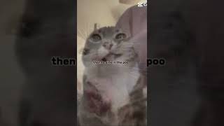 Wise words #memes #lol #funny #cat #advice