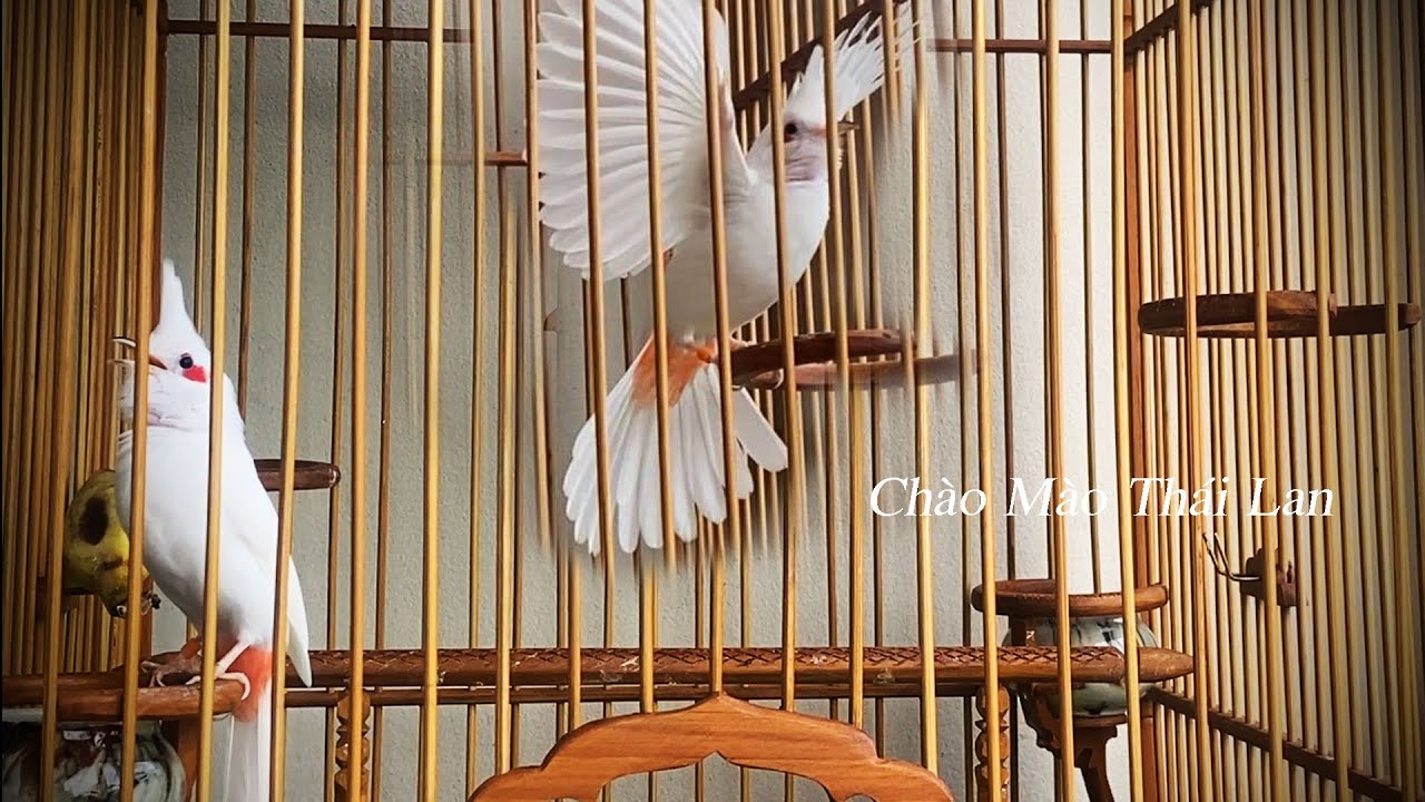 แฟนซีเสียงทอง กระตุ้นนกให้คึกคัก เปิดให้นกฟังร้องริก #chaomao