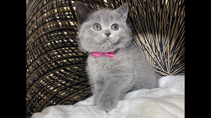 Video 1377731: british shorthair blue, gray british, blue britishshorthair