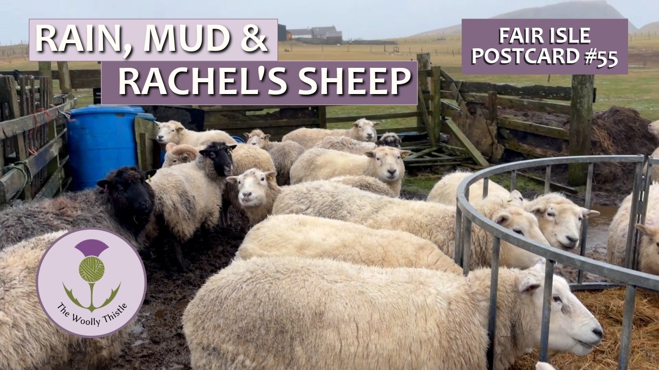 Открытка с острова Фэр-Айл № 55. Овцы стараются не пачкаться в грязи. #croft #sheepfarming #knitt...