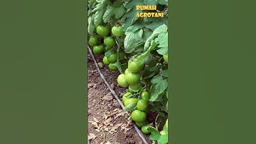 Begini Teknologi Menanam Tomat Modern di Greenhouse Turki