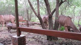 20 Wild animals in the garden on a stormy night!!!