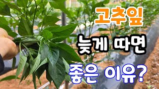 고추잎  곁순제거 늦게 했더니 효과 만점  실시간 생방송