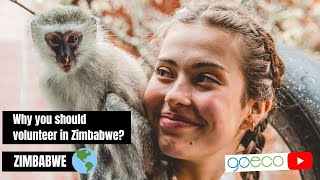 Why you should volunteer in the African Wildlife Orphanage in Zimbabwe?