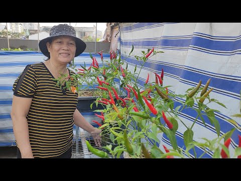 Video Cách làm bình 5lít còn giữ nước để Trồng ỚT , rất tiện... - youtube