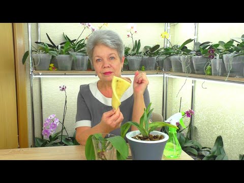 Video: Hvordan Transplantere Orkideer Hjemme
