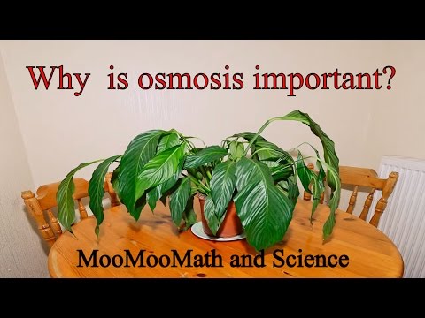 Video: Kodėl osmosas svarbus augalų ląstelėse?