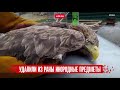 Орлана белохвоста спасли от гибели в ХМАО