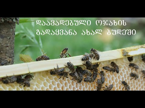 ამერიკული სიდამპლით დაავადებული ოჯახის გადარჩენის წესი