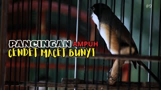 Pancingan Cendet Susah Bunyi, Cendet Macet dan Cendet Stres Pasti Nyaut