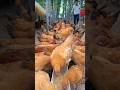 How to Golden mishri farming (#30) 🧺🐓 #shorts #shortsfeed #shortsvideo #viralvideo