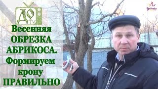 видео Обрезка абрикоса