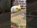 ※閲覧注意。ハシゴの下に綿棒を隠した結果…想像以上にベロが長い「はち」に爆笑ww #ベロ出し