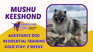 Mushu the Keeshond  2 Weeks Assistance Dog Residential  Gold Award