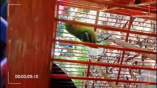 sirtu full ngetir ekor ngobra