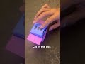 #catinthebox #origamimodels