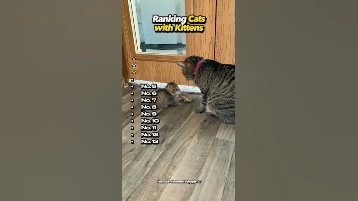 Video 11242671: cat best funny animal