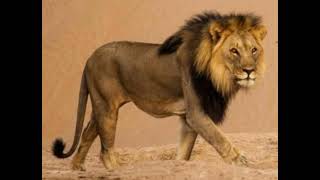 Desert Lion Sound Effects