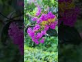 I particularly like this pink crape myrtle flower. I take a picture of it every time I see it. #life