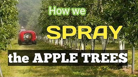 FilipinaKoreana and how we spray the Apple Trees