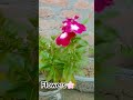 Flowers🌸//#shortfeed #Flowers#nature #naturelovers #gaming #gardening #garden #ytshorts #funny