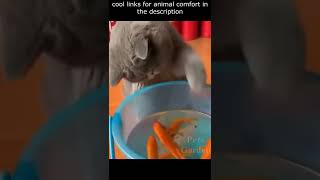 Top 😎 Funny animals videos - Try Not To Laugh 😂😆🤣 - 116 #Shorts