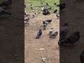 Pigeons can read